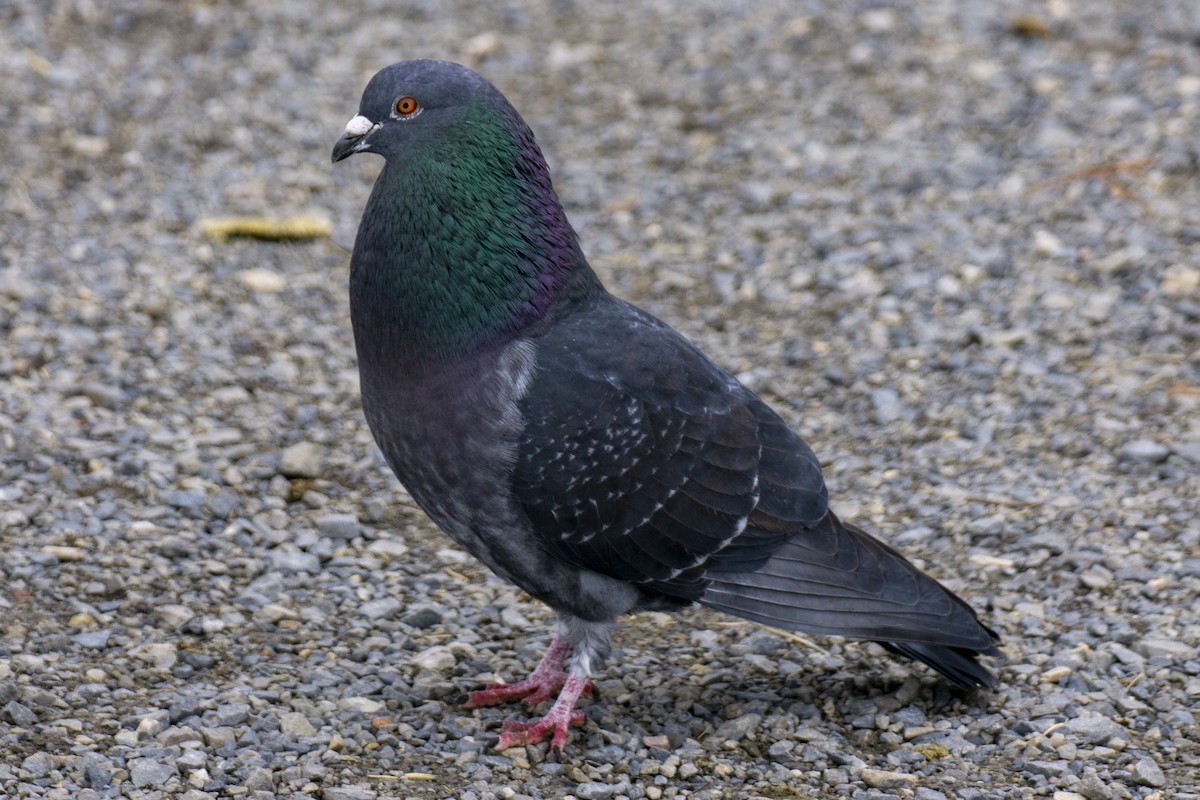 Rock Pigeon (Feral Pigeon) - ML198754231