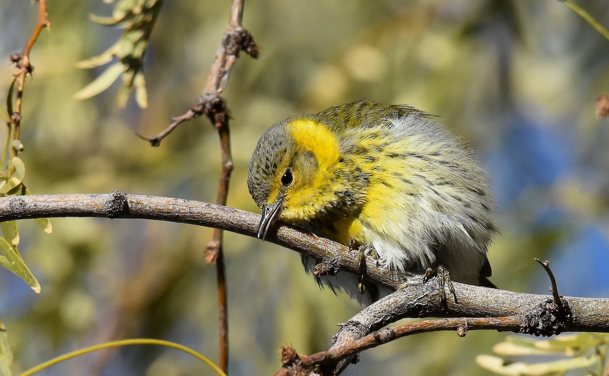 Cape May Warbler - Jack Parlapiano