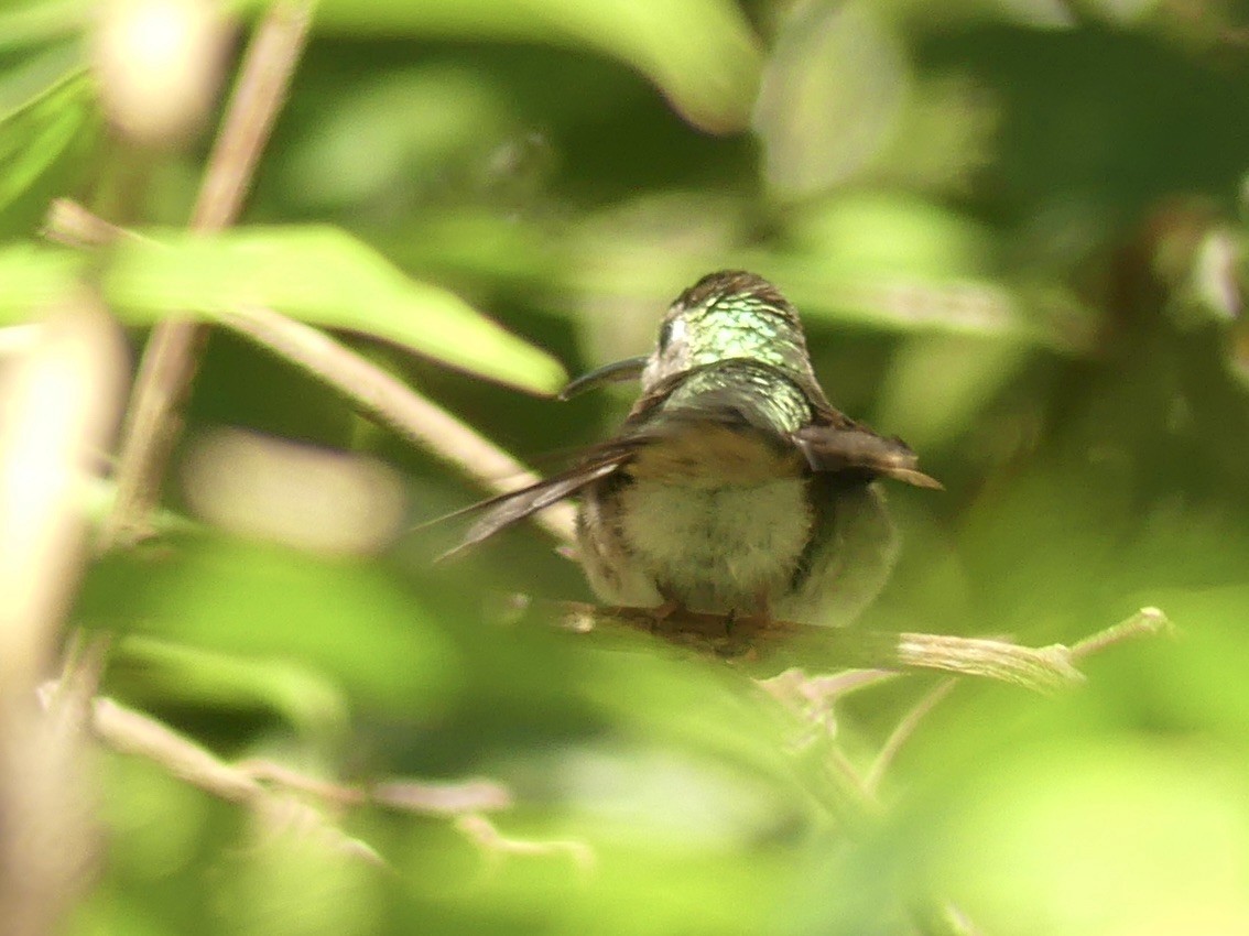 kolibřík klínoocasý (ssp. excellens) - ML198756871
