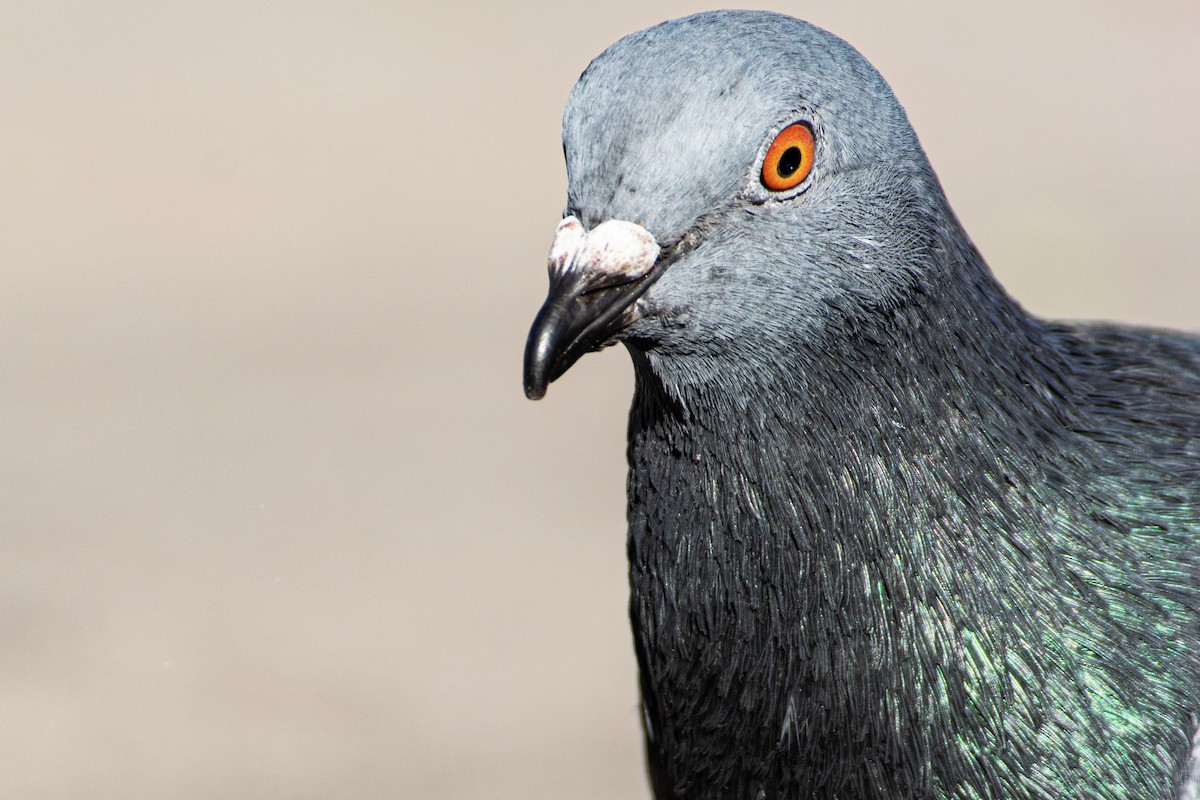 Rock Pigeon (Feral Pigeon) - Neil Rucker