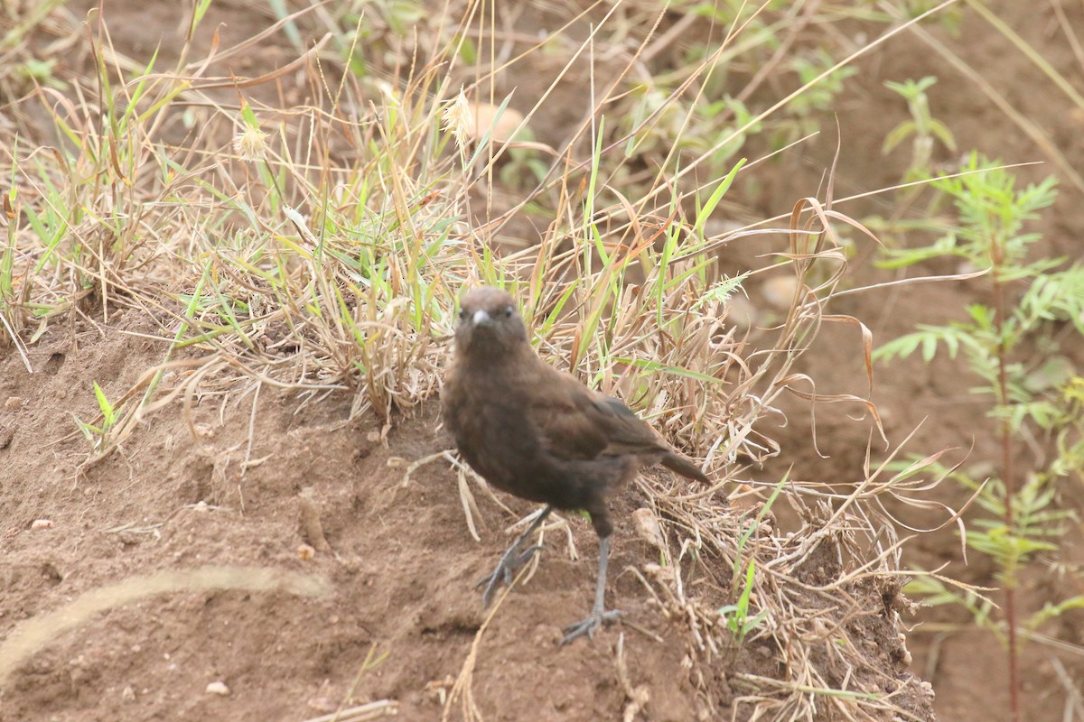 Northern Anteater-Chat - ML198757501