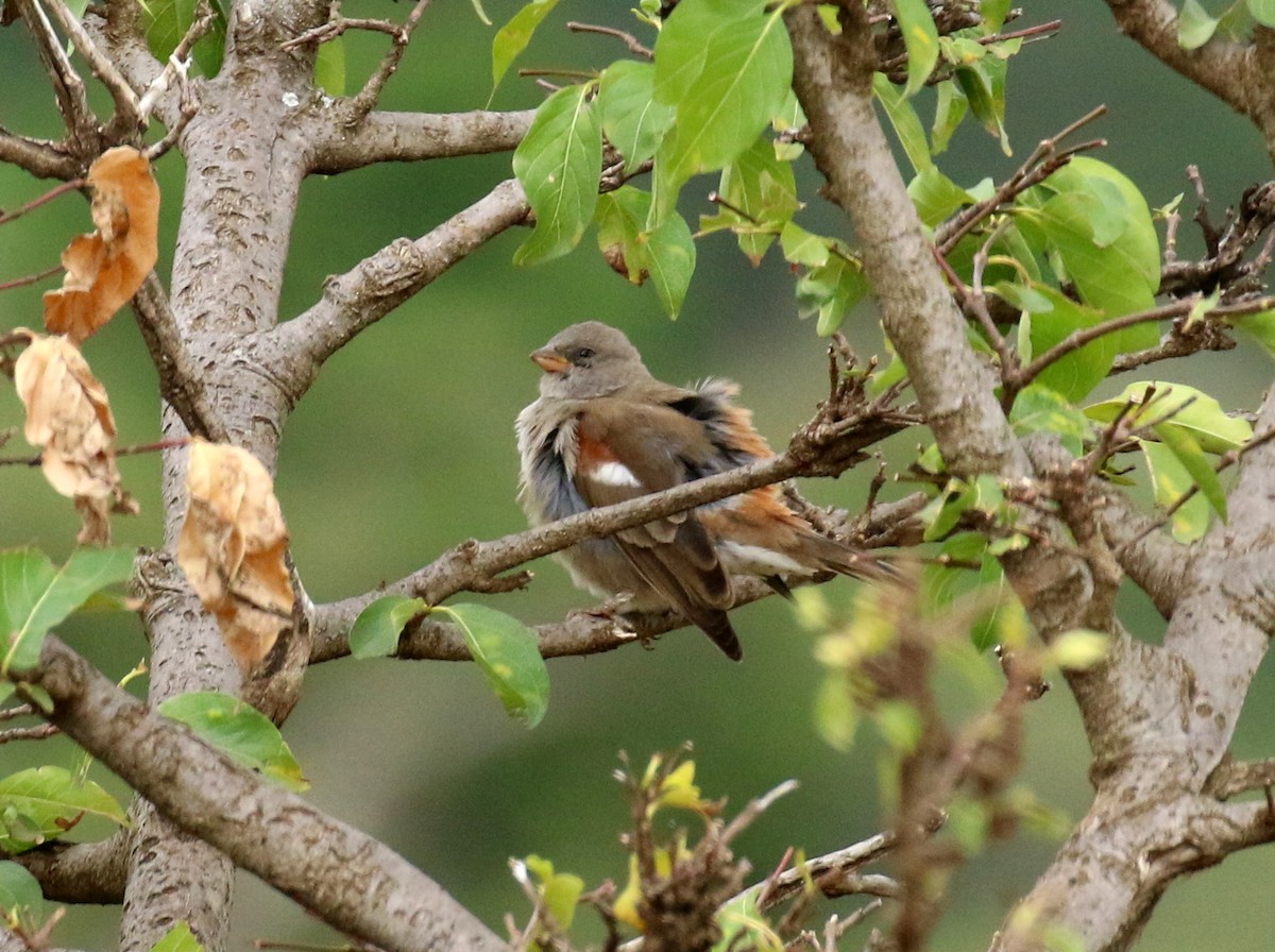 Swahili Sparrow - ML198757591
