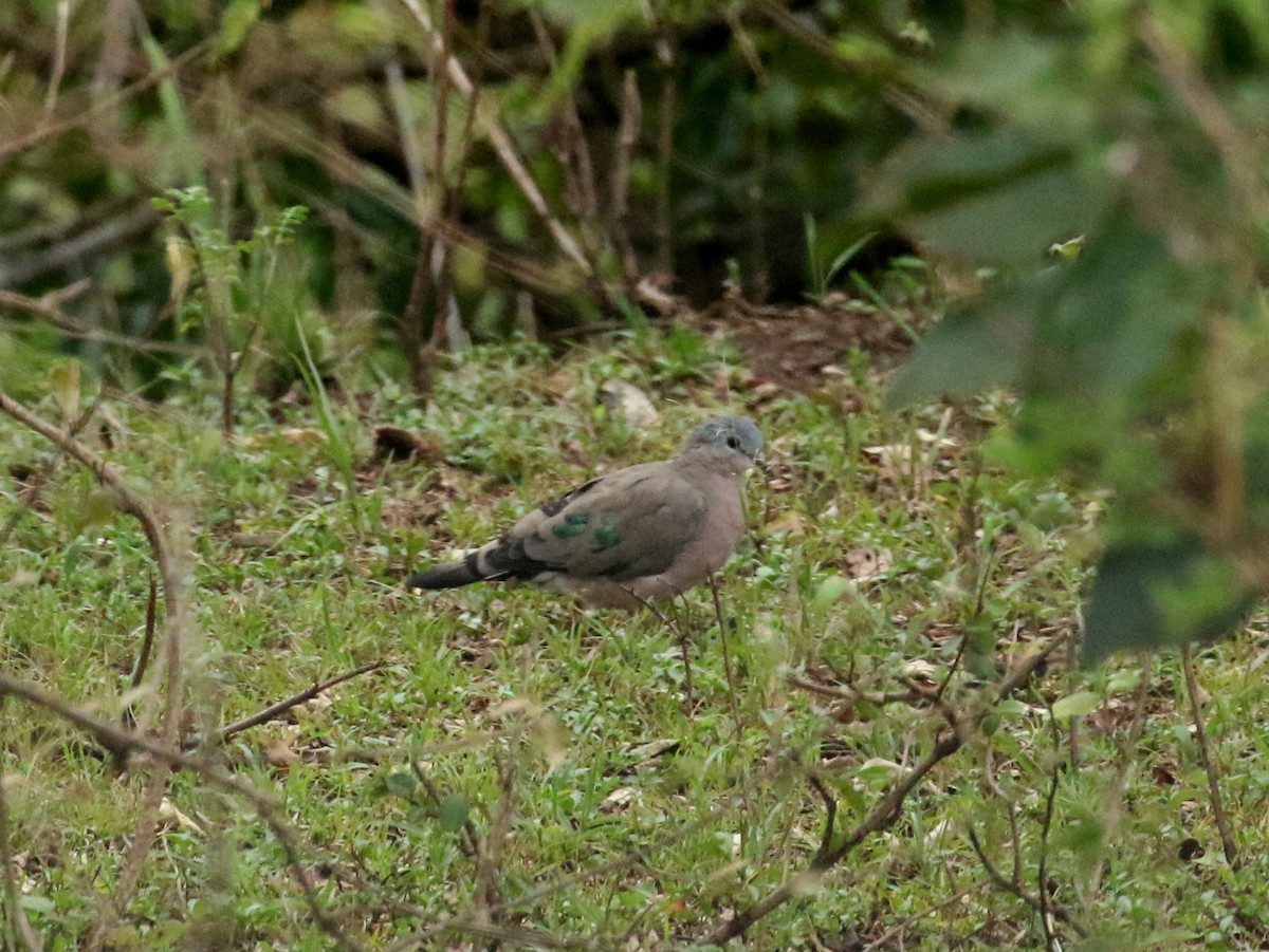 Emerald-spotted Wood-Dove - ML198757891