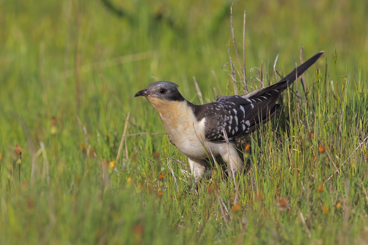 Great Spotted Cuckoo - ML198757901