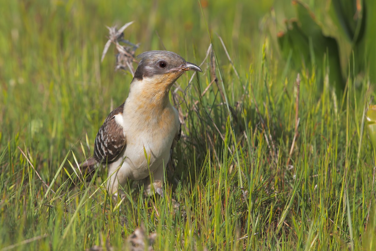 Great Spotted Cuckoo - ML198757941