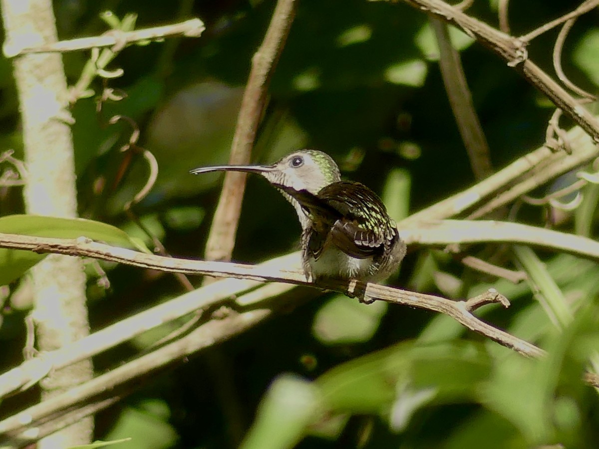 kolibřík klínoocasý (ssp. excellens) - ML198758351