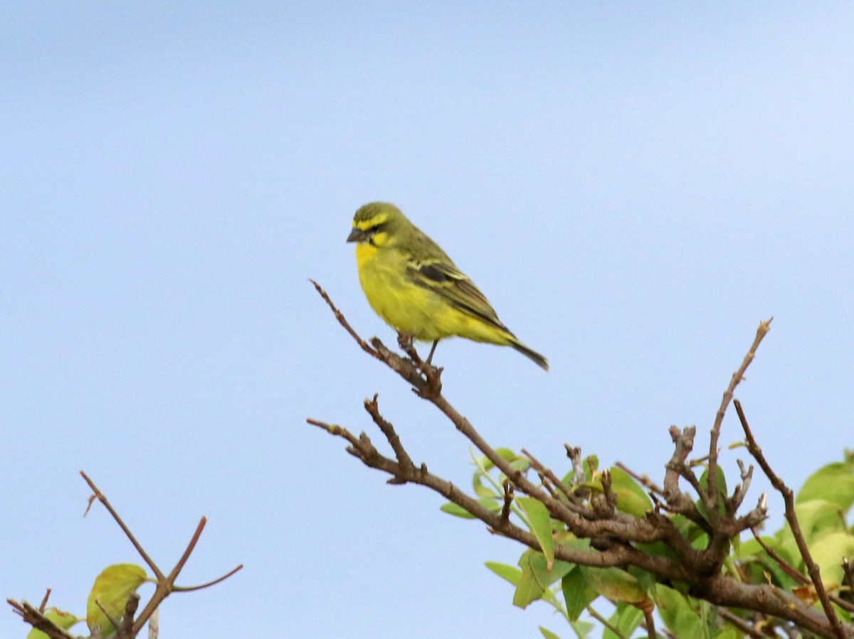 Yellow-fronted Canary - ML198759771