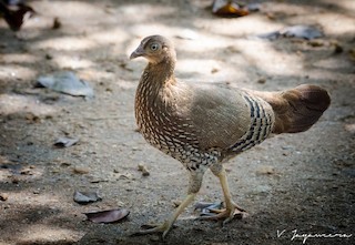 Sri Lanka Junglefowl, ML198763001