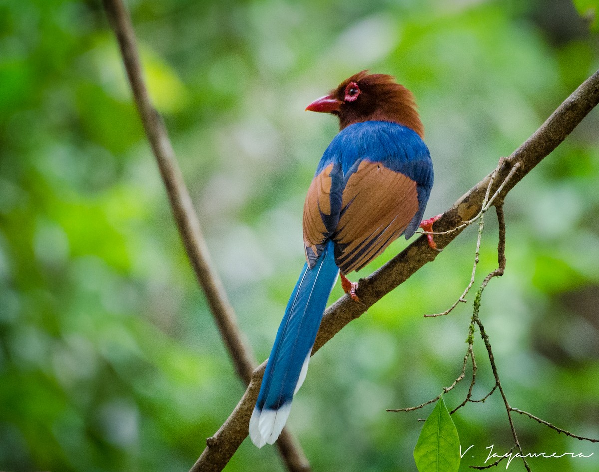 Sri Lanka Blue-Magpie - Vasura Jayaweera