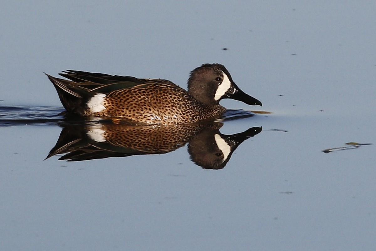 Blue-winged Teal - ML198763751