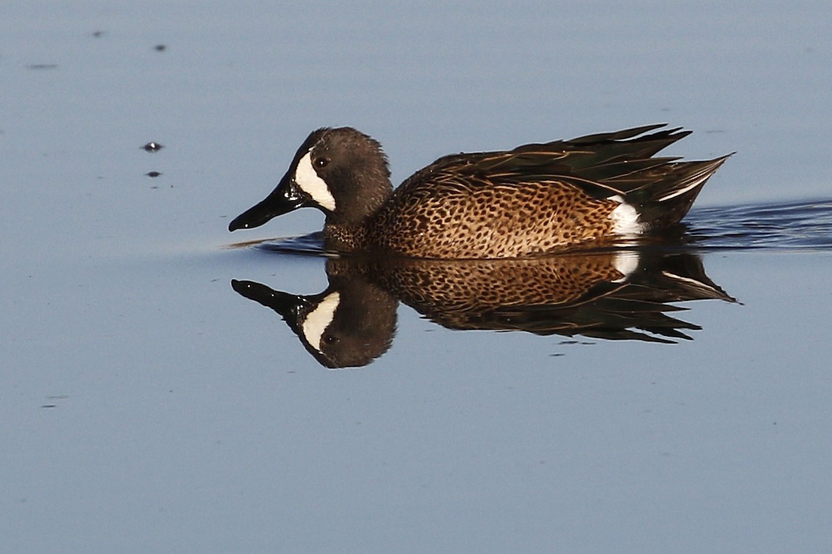 Blue-winged Teal - ML198763761