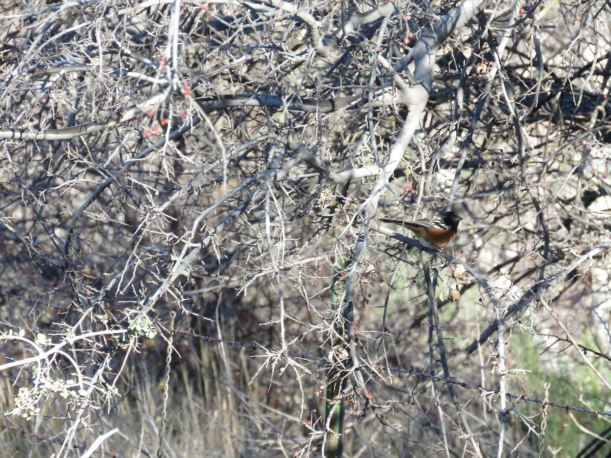 Spotted Towhee - ML198765351
