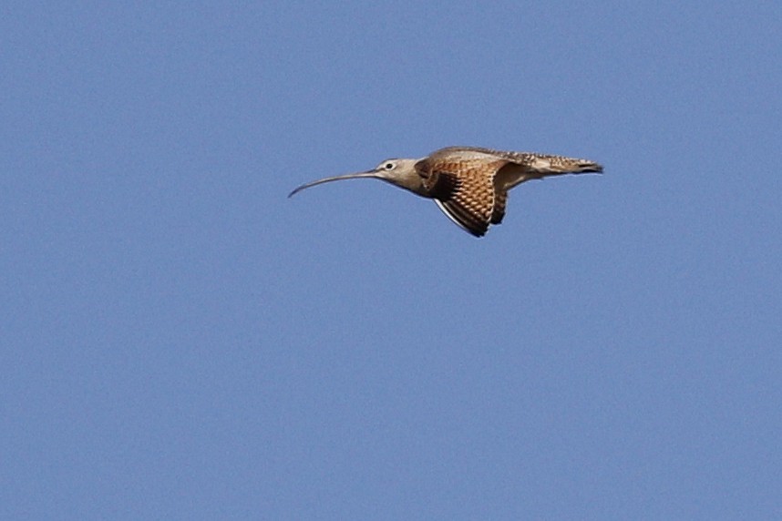 Long-billed Curlew - ML198766801