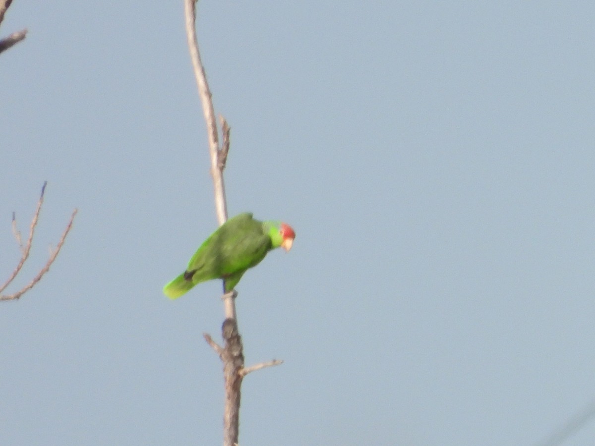 Red-crowned Parrot - Ken Burgdorff