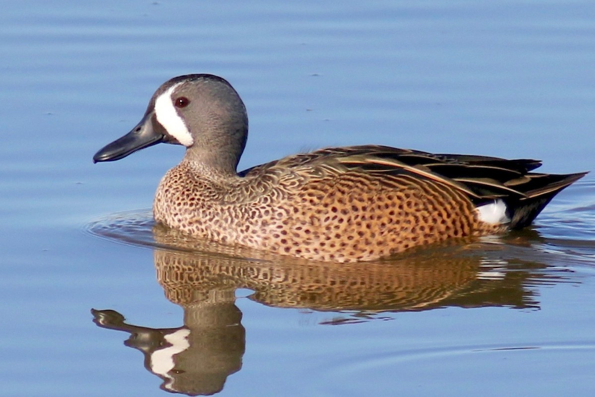 Blue-winged Teal - Gil Ewing