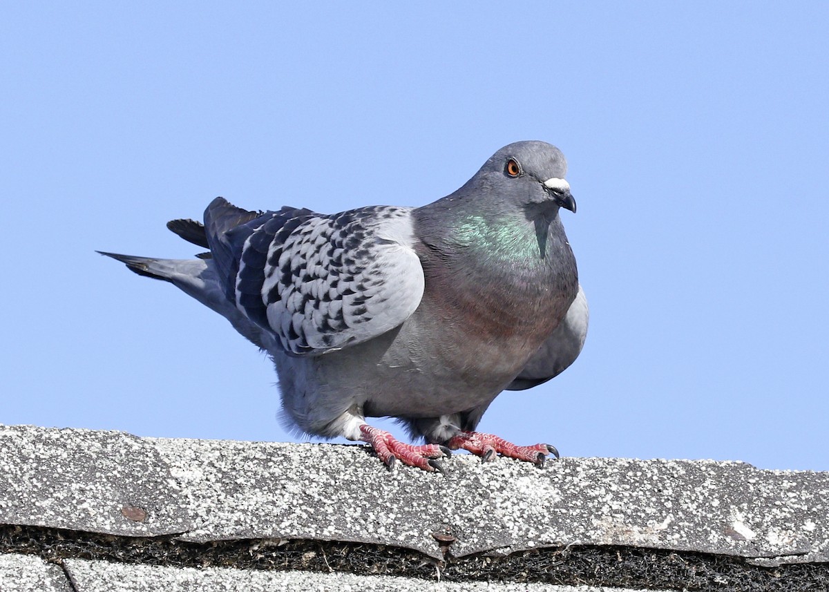 Rock Pigeon (Feral Pigeon) - ML198768521