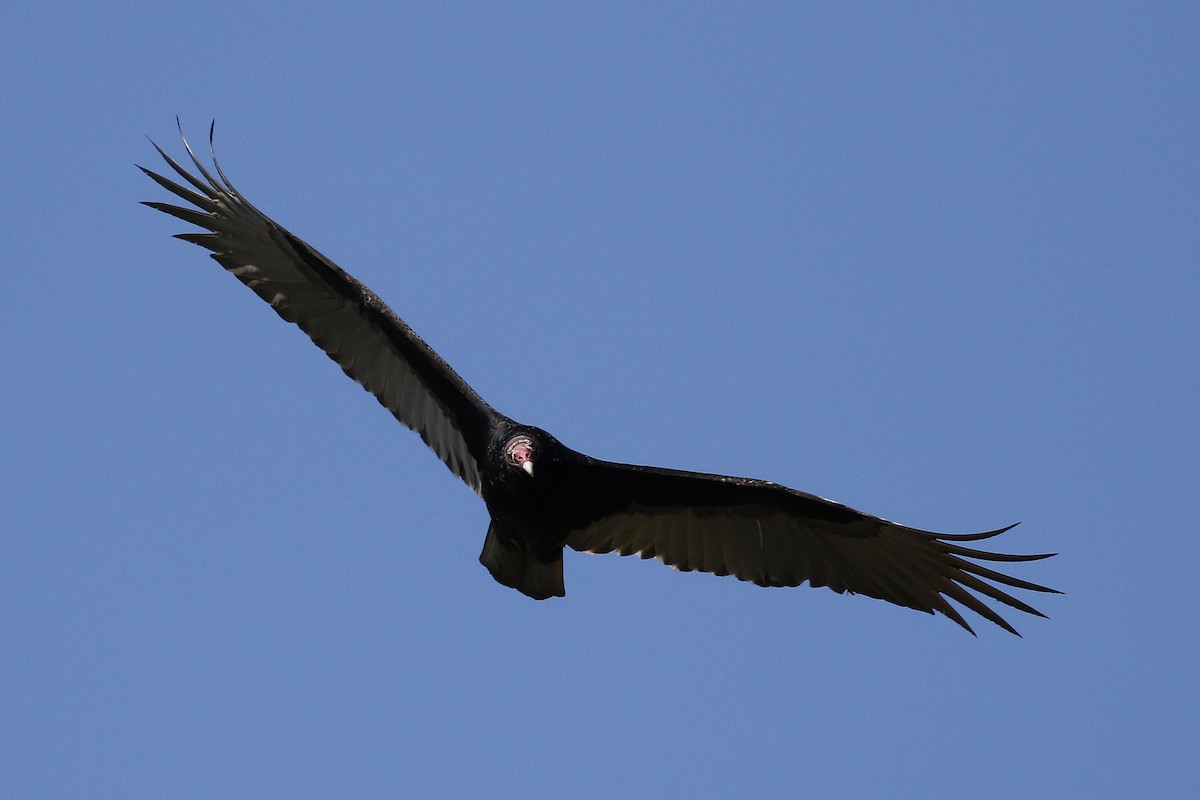 Turkey Vulture - ML198773251
