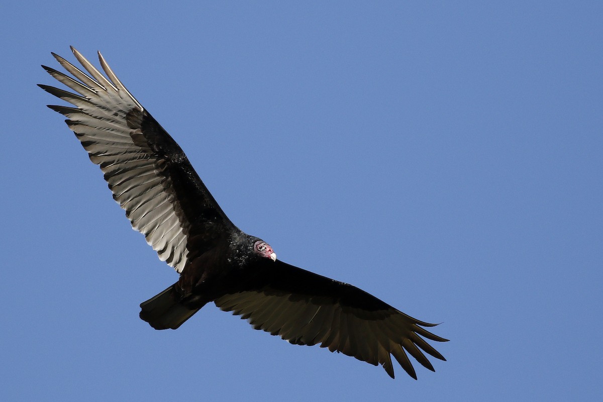 Turkey Vulture - ML198773301
