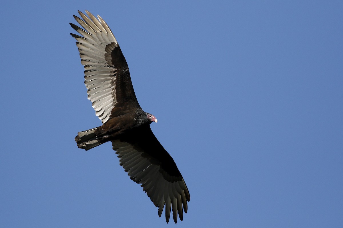Turkey Vulture - ML198773311