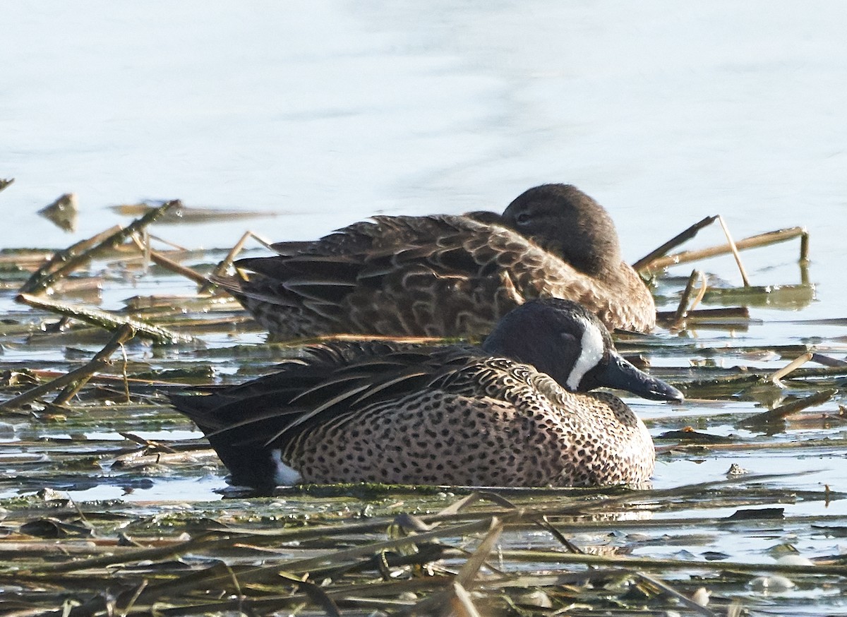 Blue-winged Teal - ML198774401
