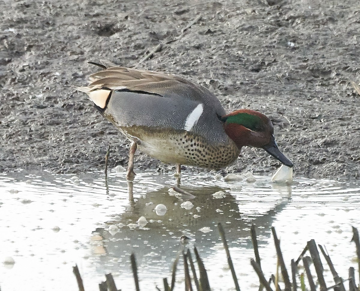 Green-winged Teal - ML198774621