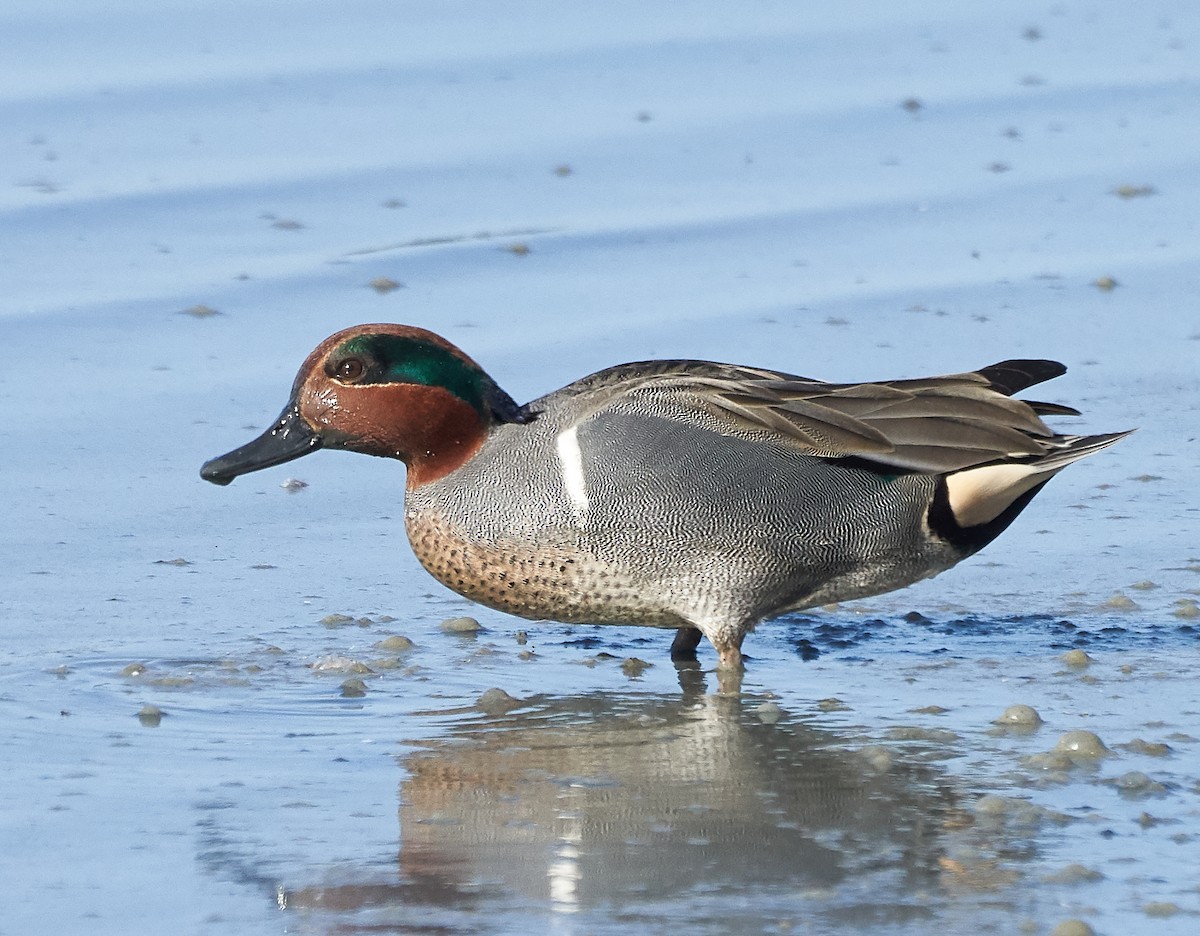Green-winged Teal - ML198774681