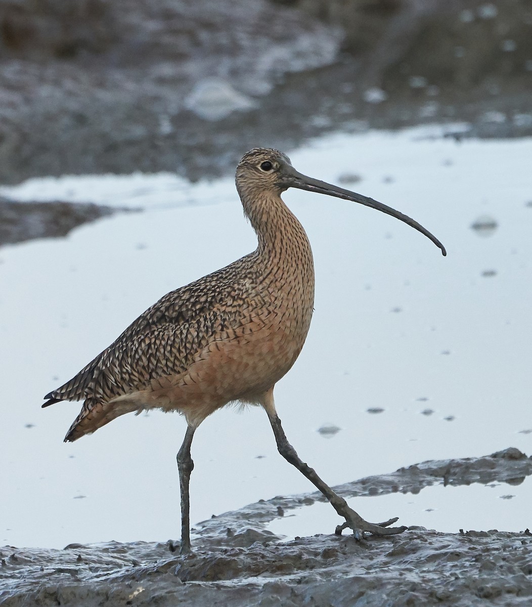 Long-billed Curlew - ML198774871