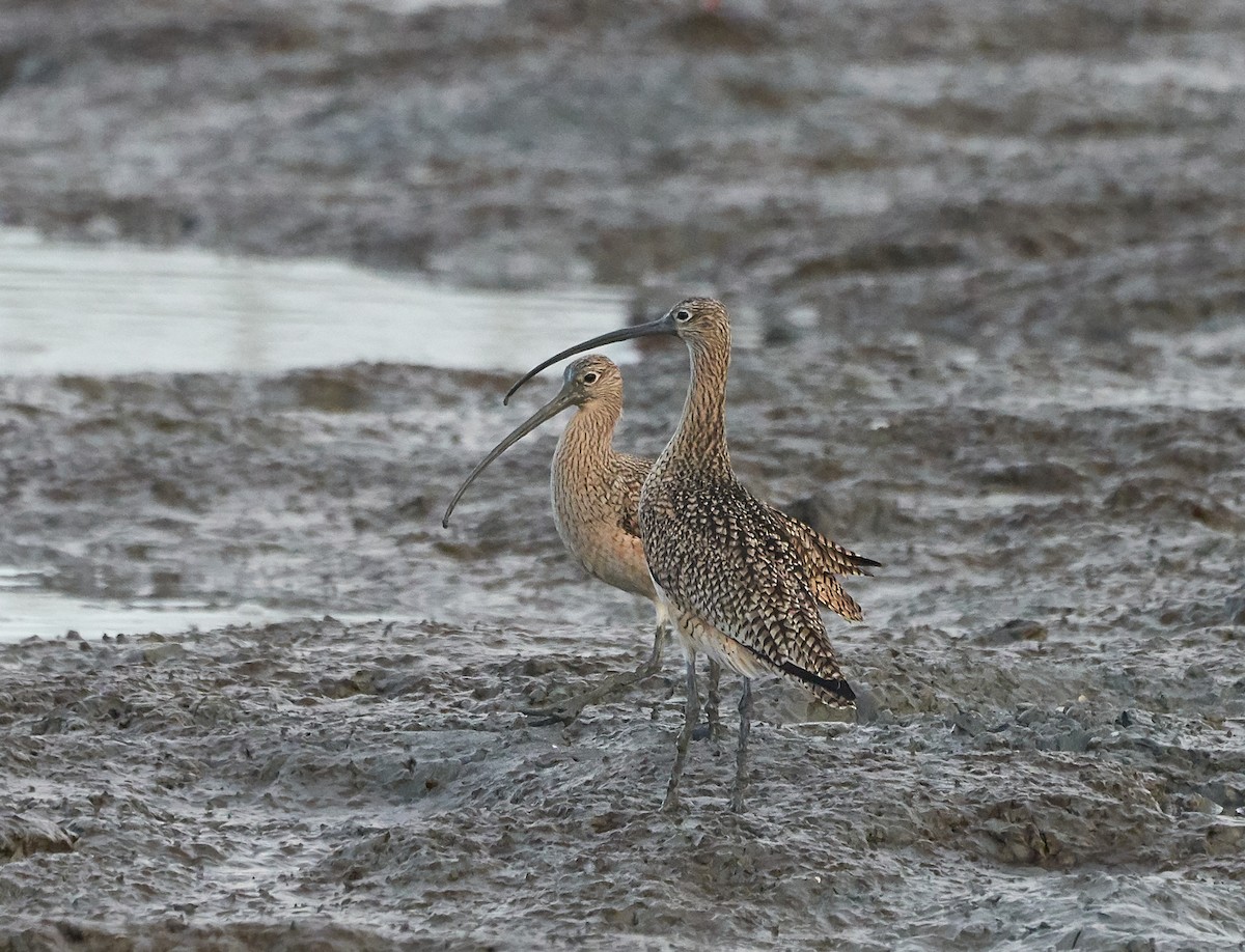 Long-billed Curlew - ML198774891