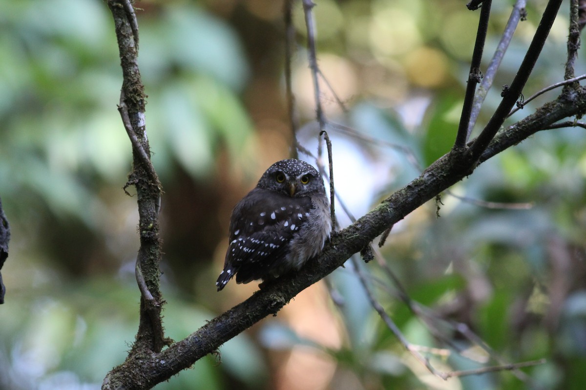 Subtropical Pygmy-Owl - Micah Scholer