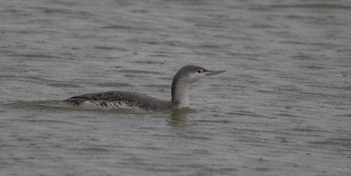 Red-throated Loon - Joel Strong