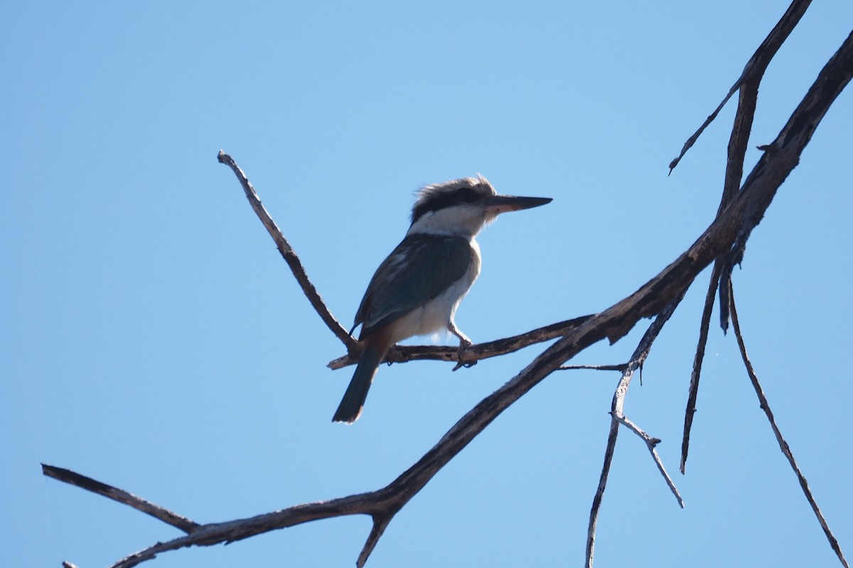 Red-backed Kingfisher - ML198775771