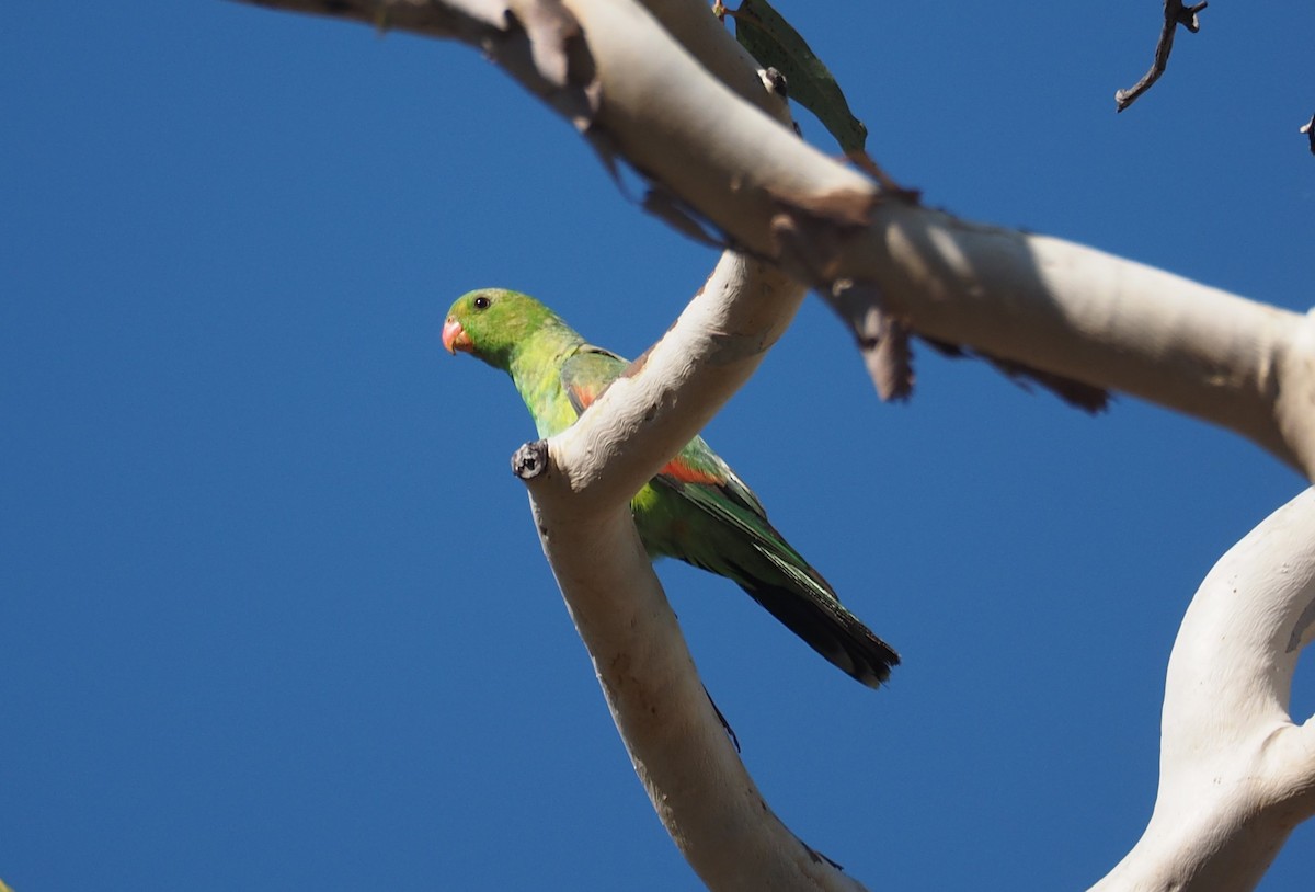 Red-winged Parrot - ML198776091