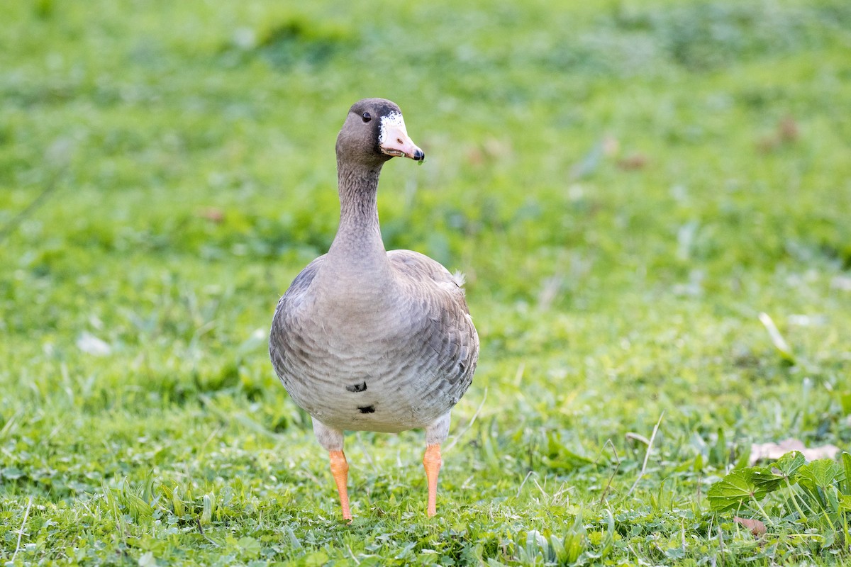 Greater White-fronted Goose - ML198776711