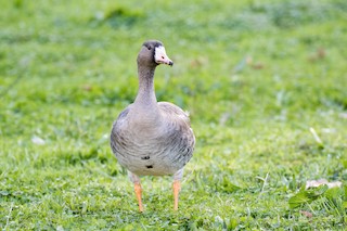 Greater White-fronted Goose, ML198776711