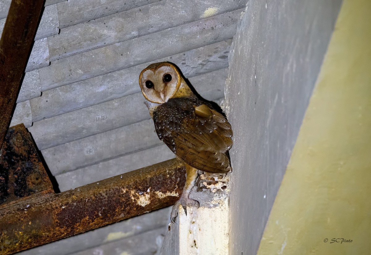 Andaman Masked-Owl - Shailesh Pinto
