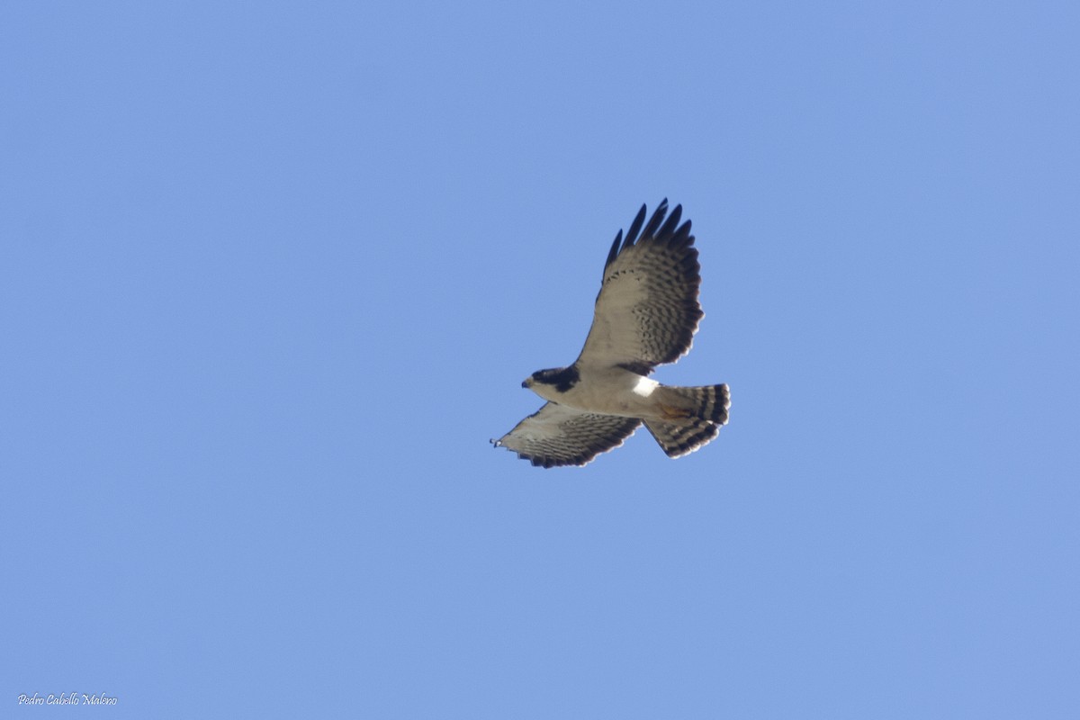 Short-tailed Hawk - Pedro Cabello Maleno