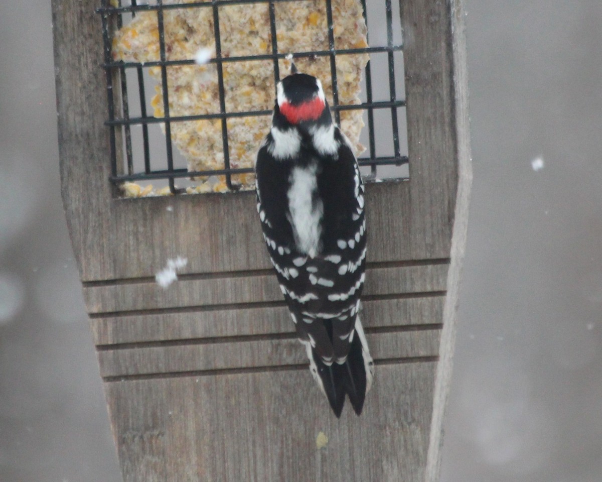 Downy Woodpecker - Linda Ruth