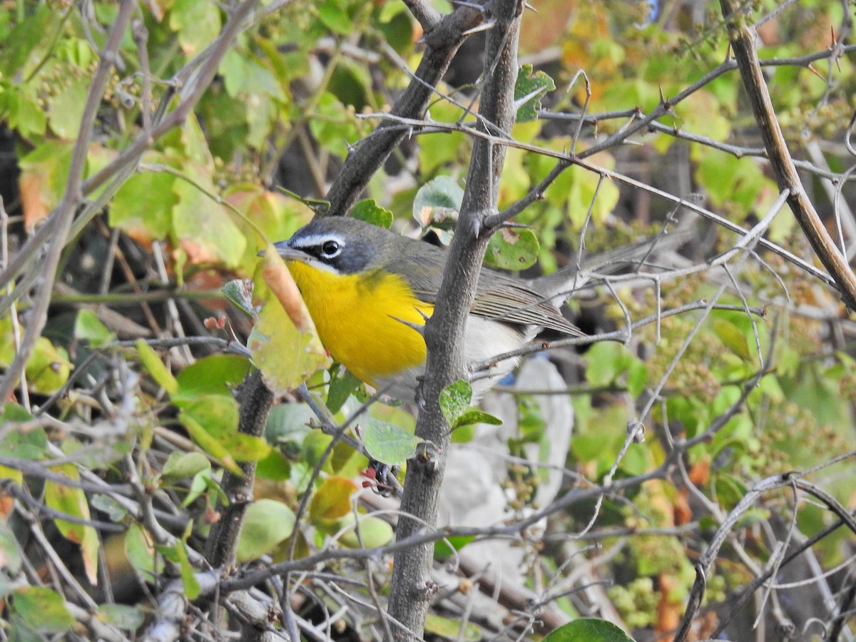 Yellow-breasted Chat - Nicola Cendron