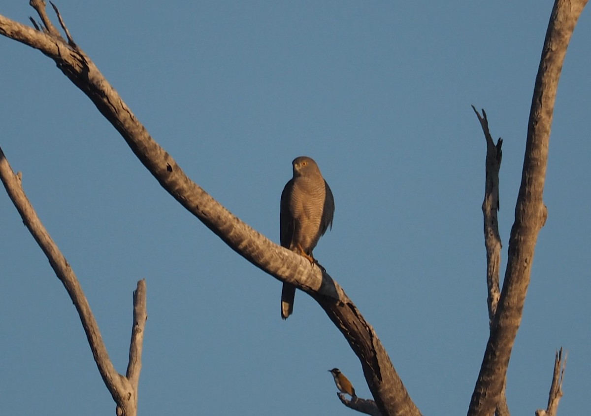 Collared Sparrowhawk - Isaac Clarey