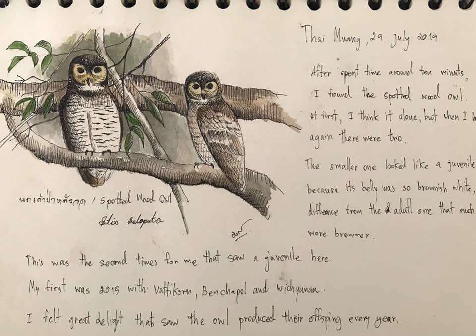 Spotted Wood-Owl - Ingkayut Sa-ar