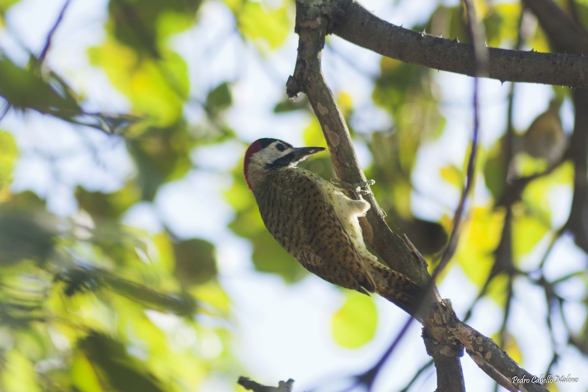 Spot-breasted Woodpecker - ML198797991