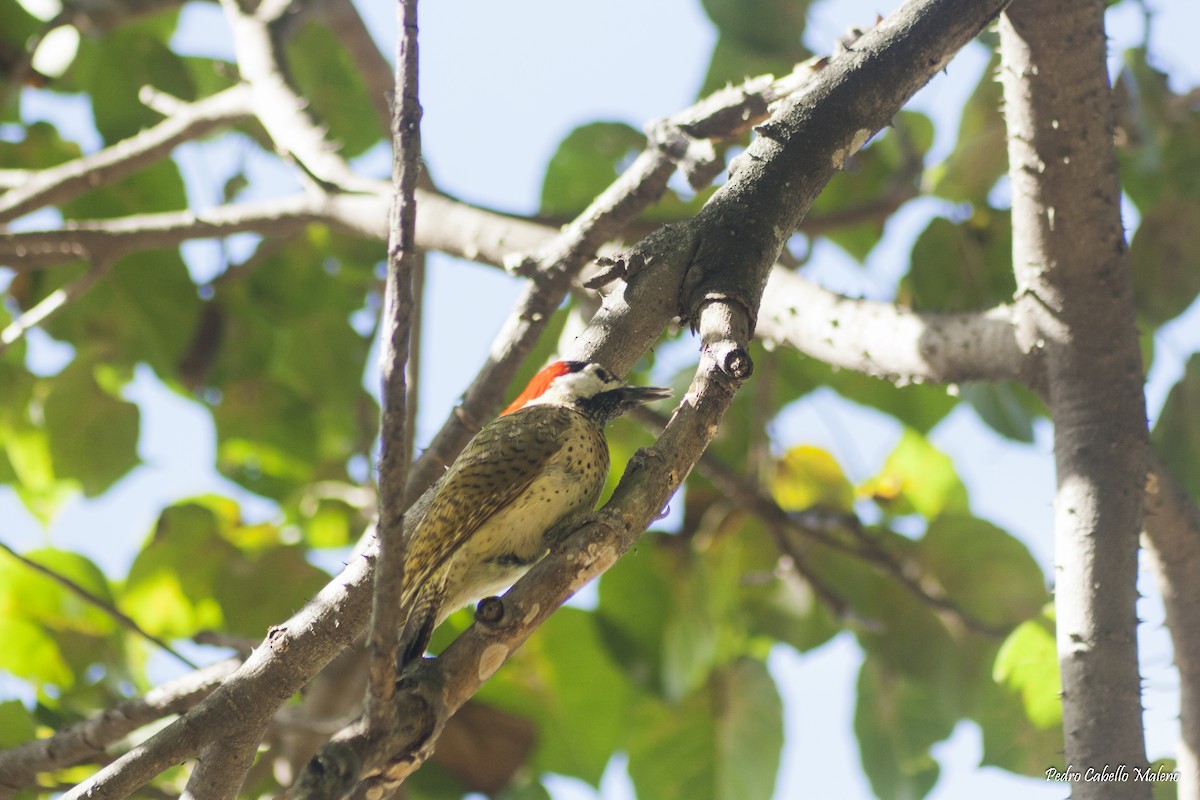 Spot-breasted Woodpecker - ML198798041