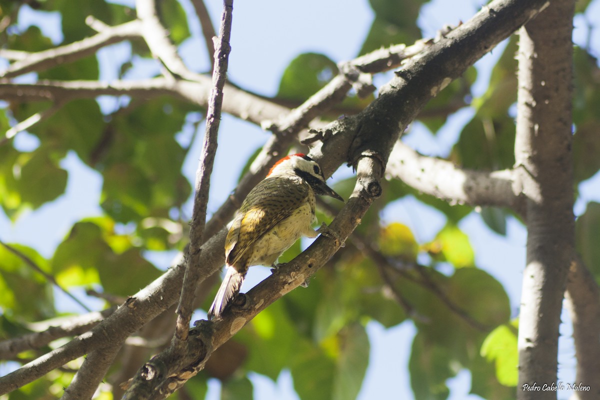Spot-breasted Woodpecker - ML198798231
