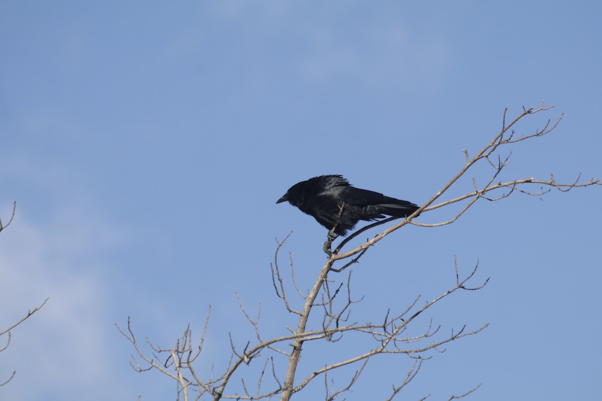 American Crow - Doug Kibbe