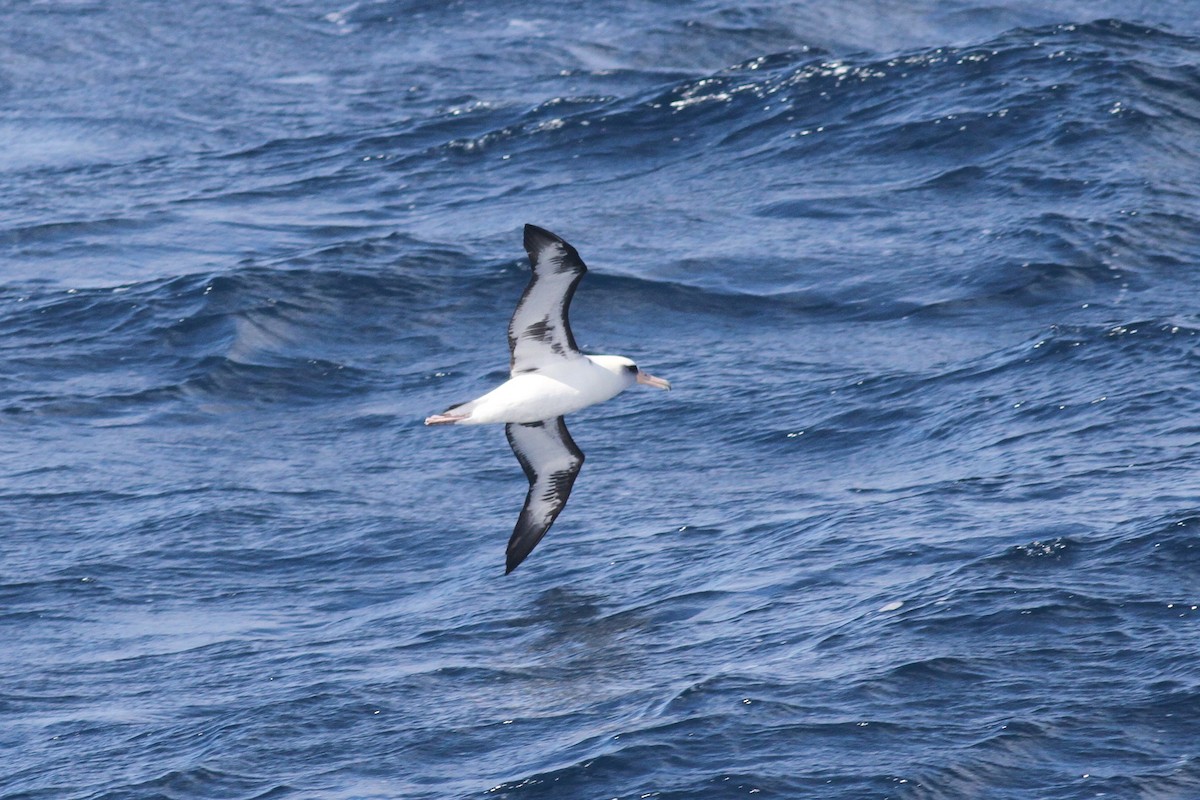 Laysan Albatross - John Garrett