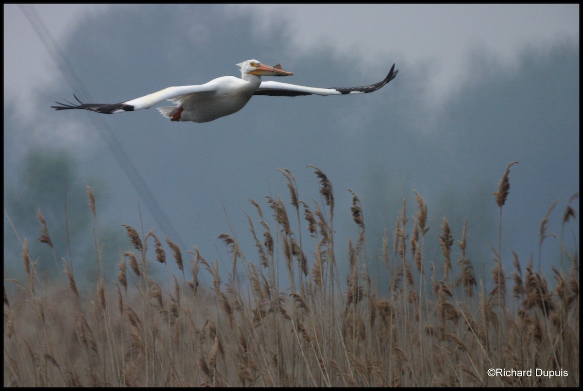 American White Pelican - Richard Dupuis