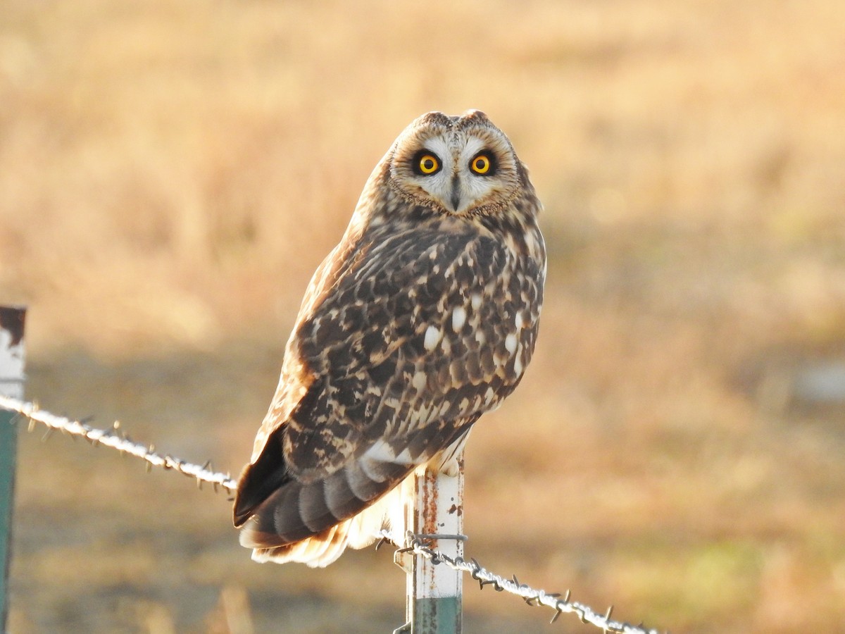 Short-eared Owl - ML198803841