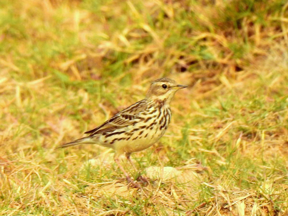 Red-throated Pipit - ML198810981