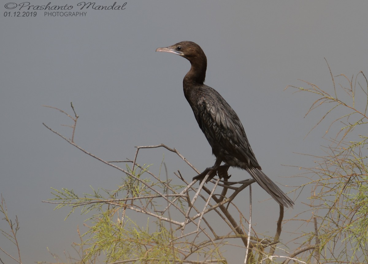 Indian Cormorant - Prashanto Mandal