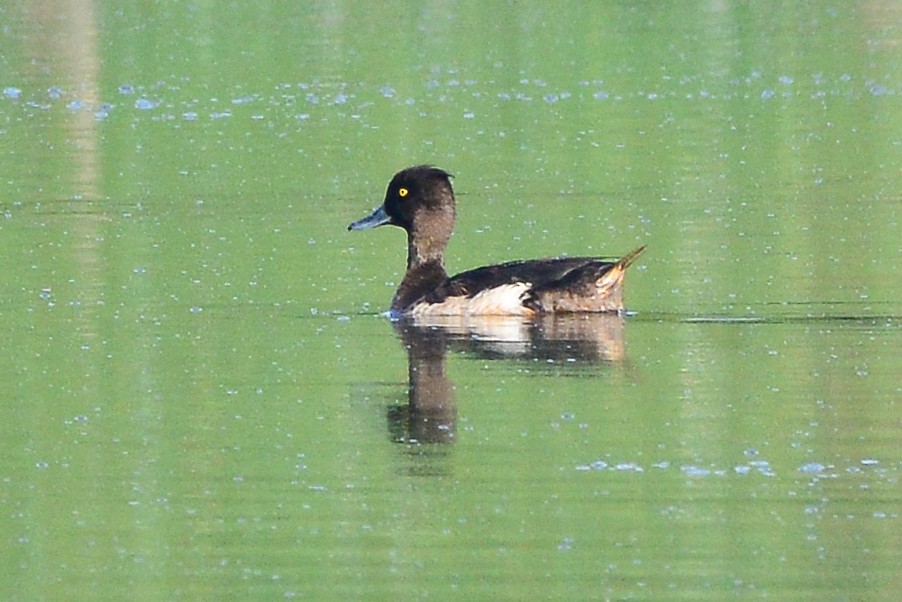 Tufted Duck - ML198814021
